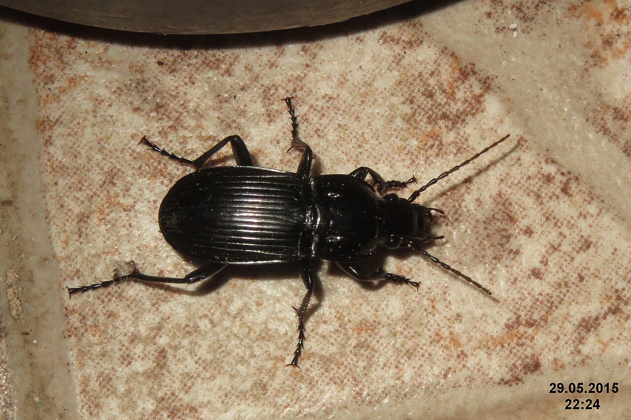 Black ground beetle the common house wanderer