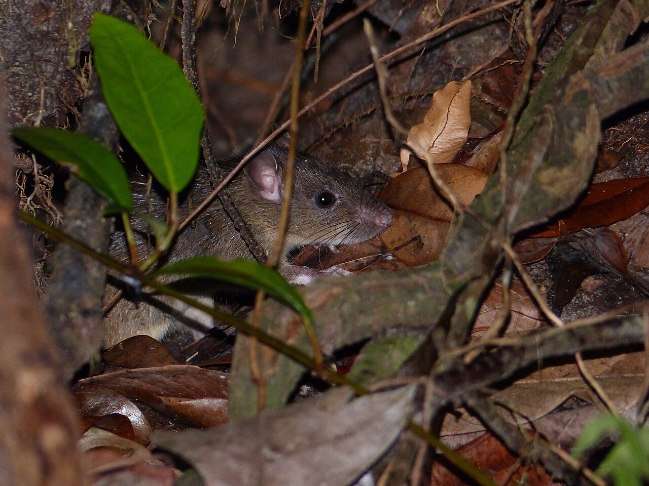 Black rat beneath a tree structure