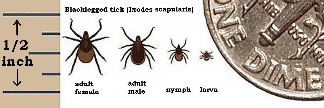 Blacklegged deer tick, the Lyme disease vector