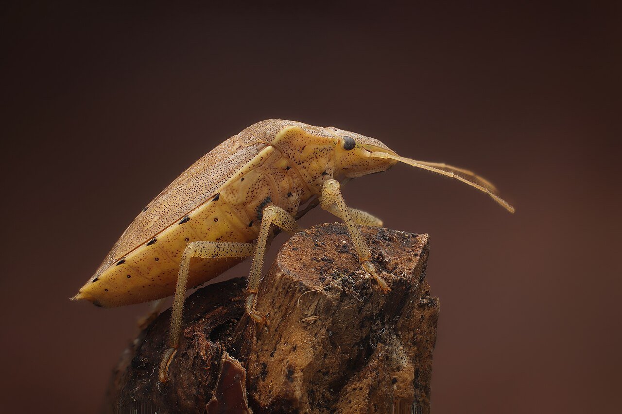 Brown marmorated stink bug adult showing shield shape