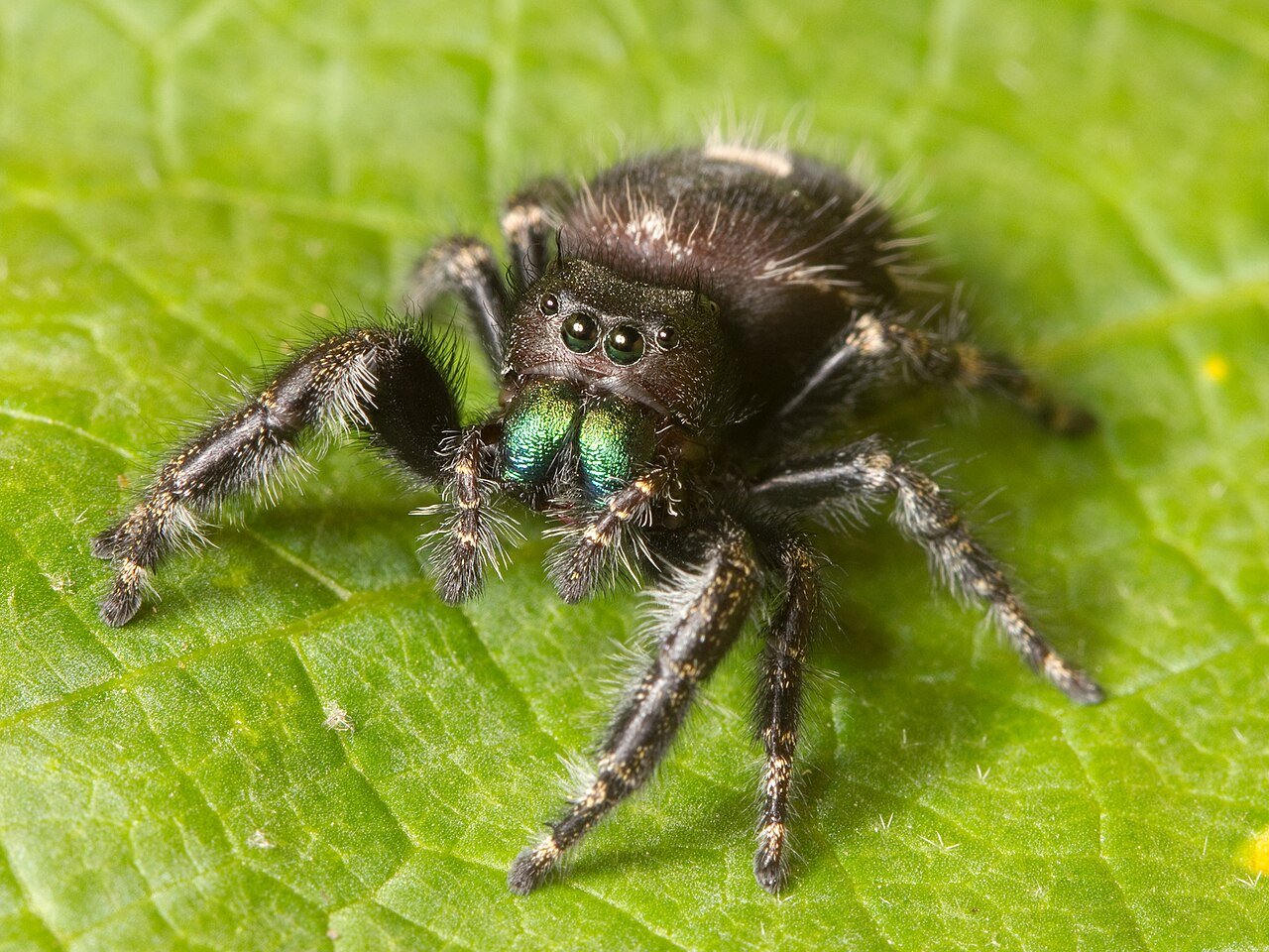 Bold jumping spider showing black body with white spots and green chelicerae