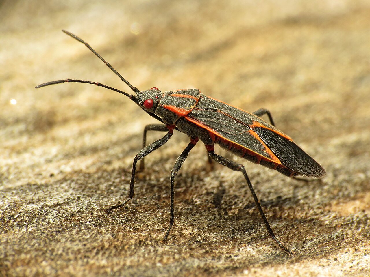 Eastern boxelder bug showing red markings on dark body