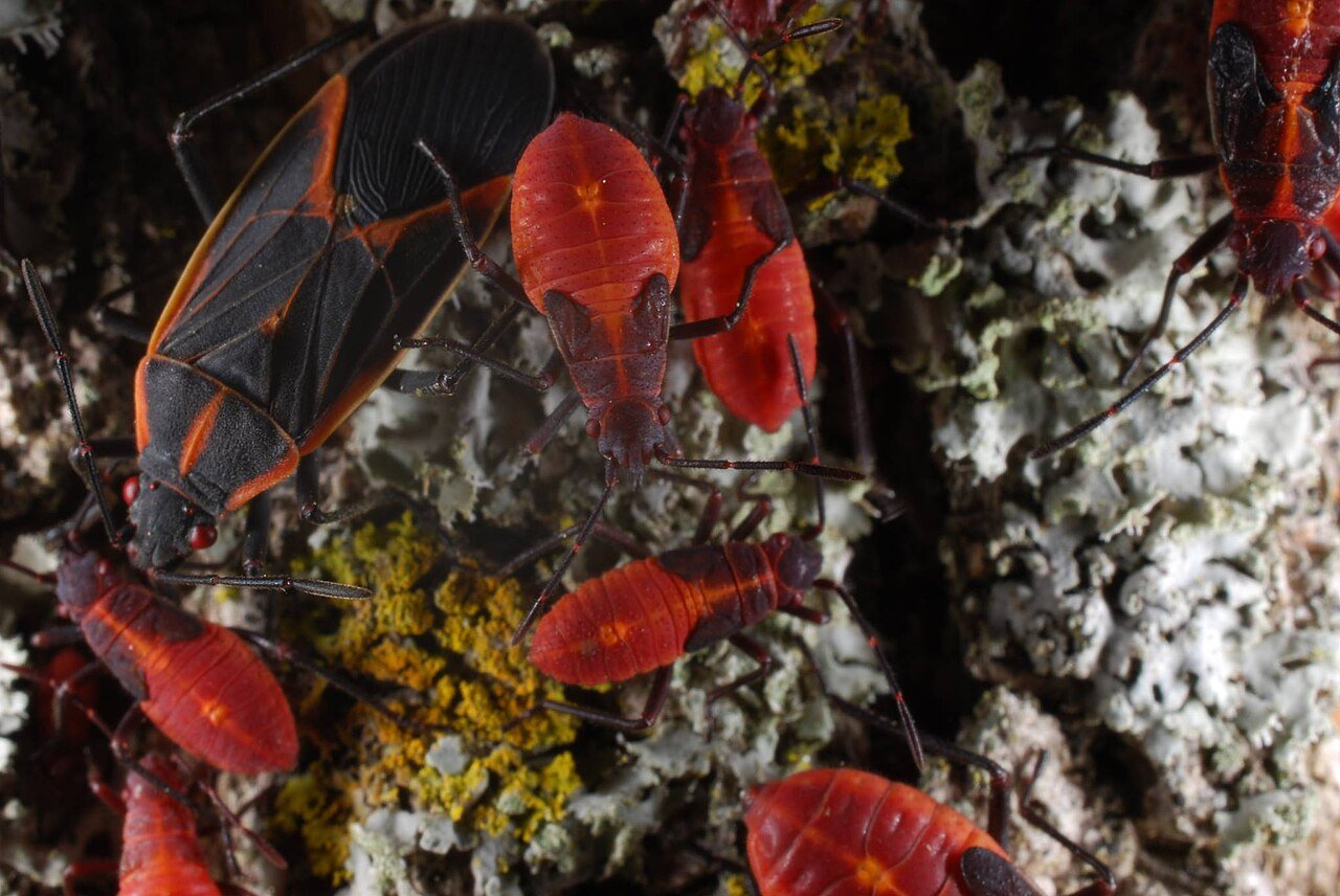 Boxelder bug adult beside bright red nymph