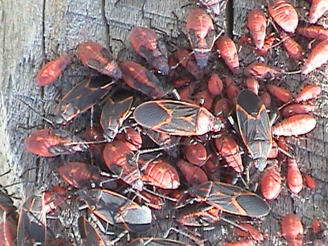 Boxelder bug adults and red nymphs massed on wood