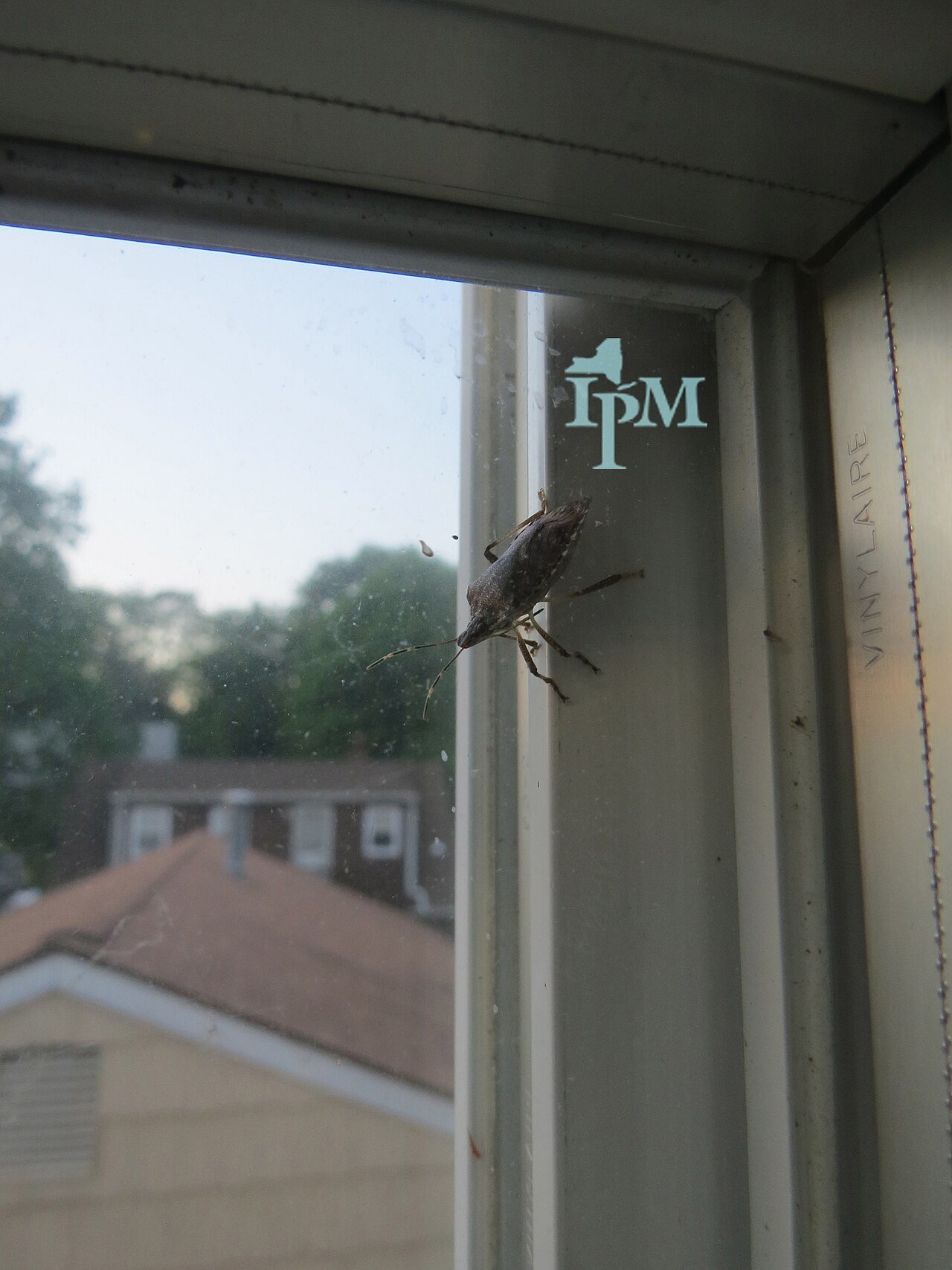 Brown marmorated stink bug showing shield-shaped body in detail