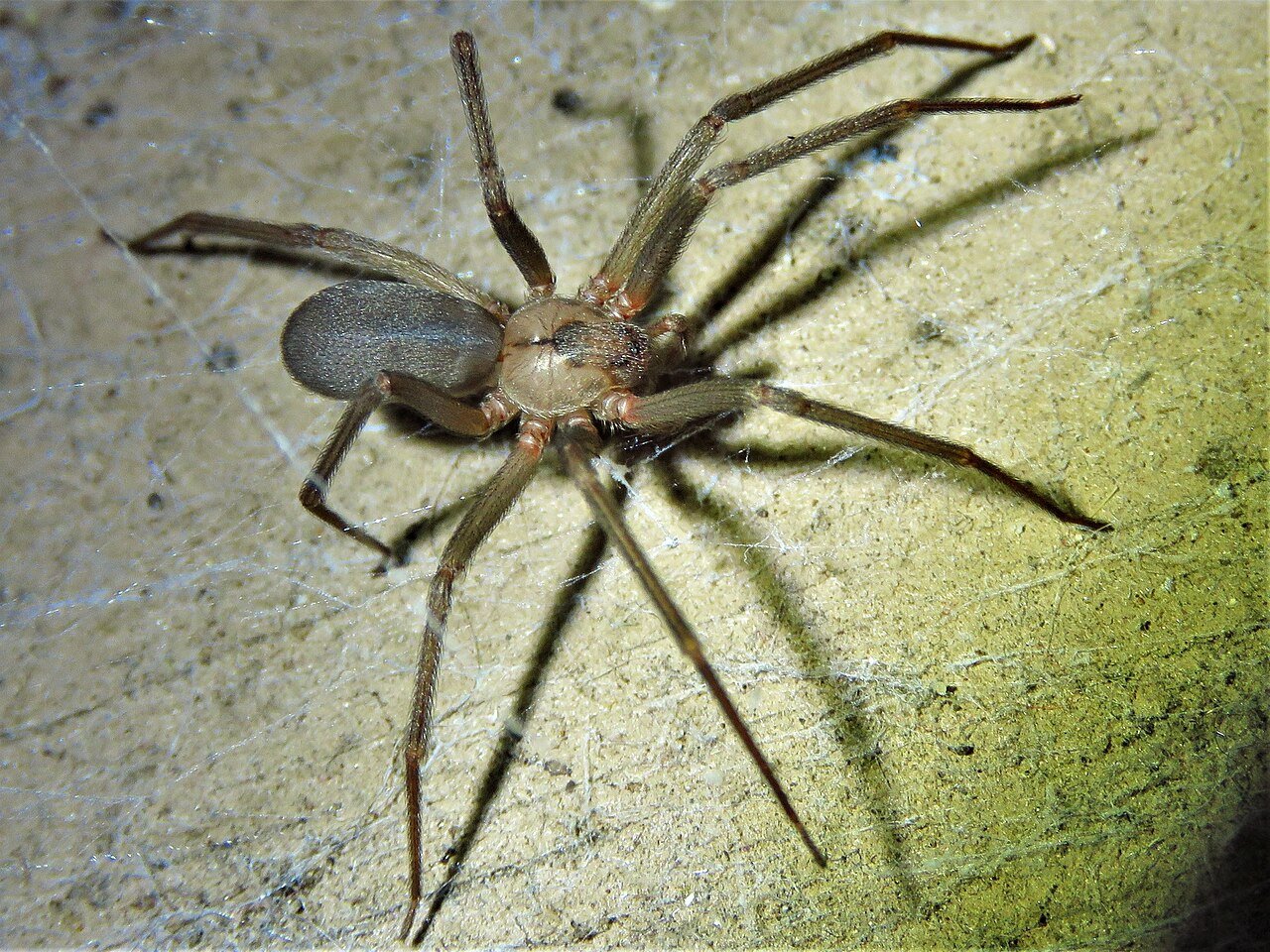 Body about three-eighths of an inch: a brown recluse spans a quarter to a half-dollar with legs extended
