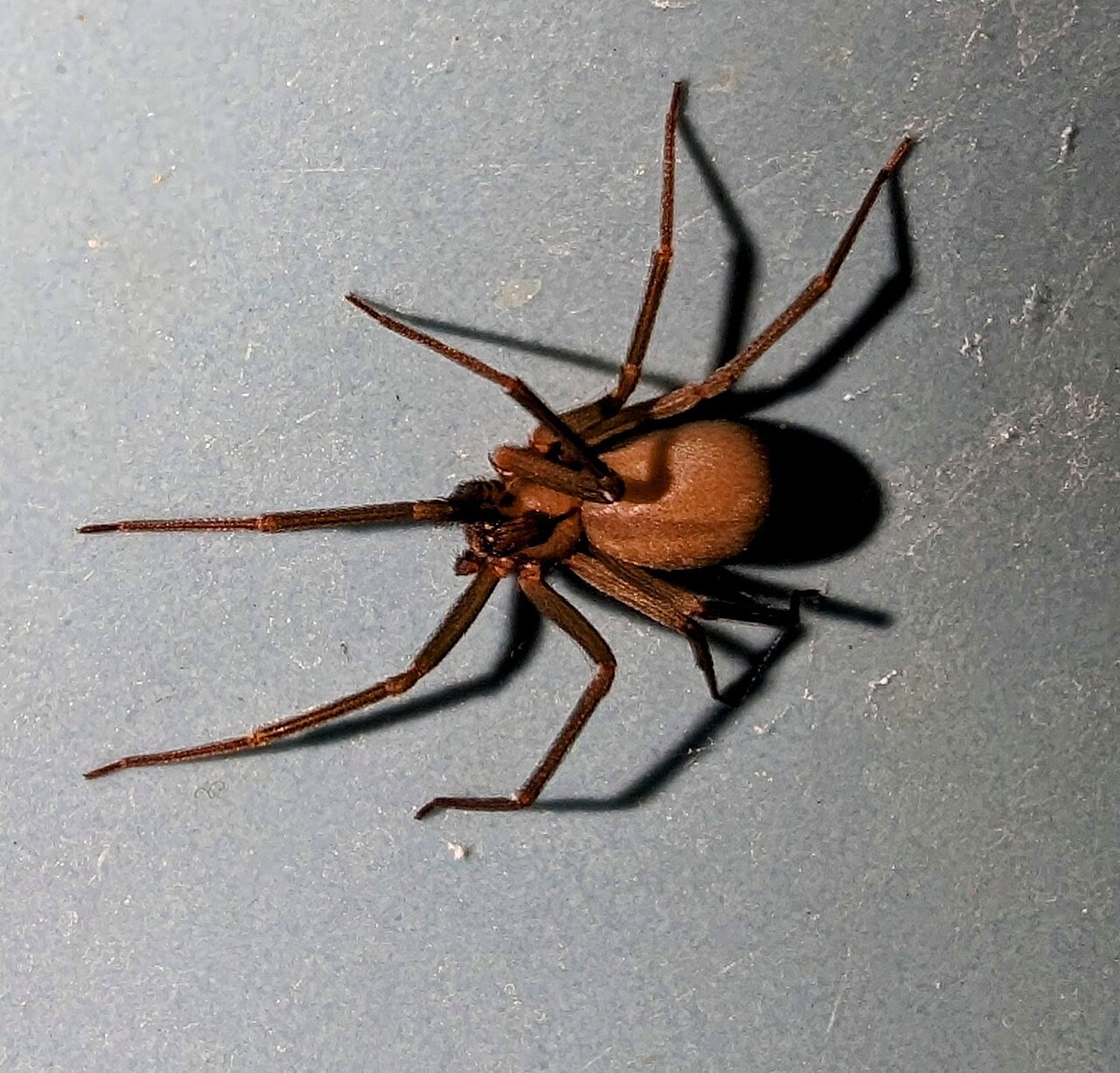 A brown recluse — uniform tan-brown, six eyes in three pairs, and the famous violin mark behind the head