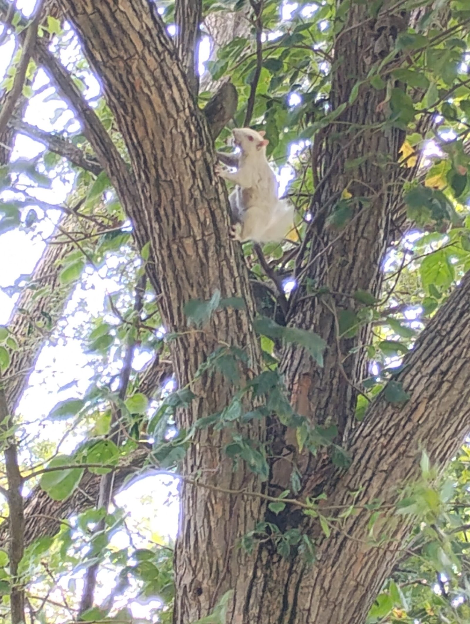 A white squirrel high in the canopy of a mature tree, clearly visible against the bark and foliage