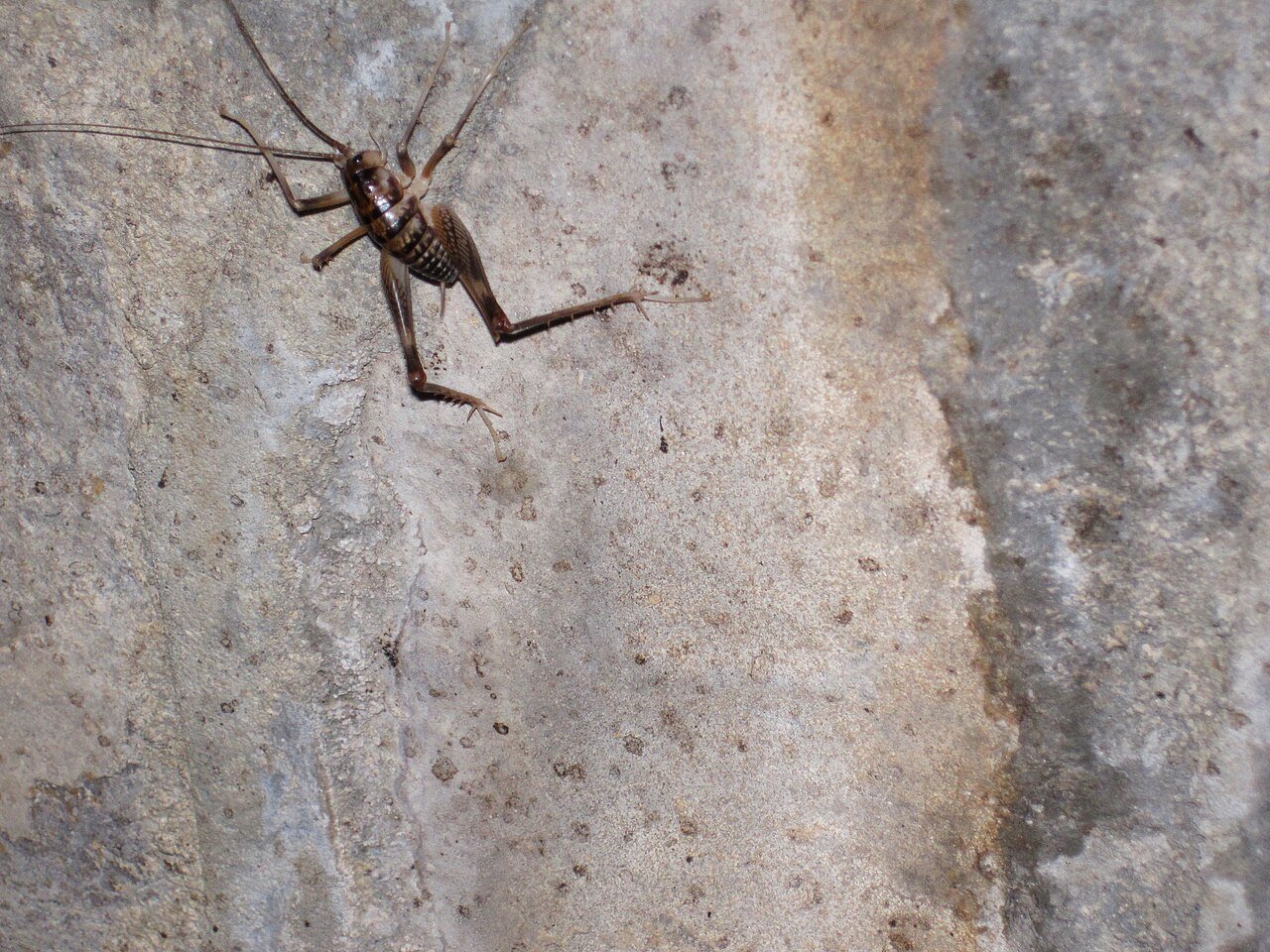 Camel cricket the Ohio basement lookalike for Jerusalem crickets