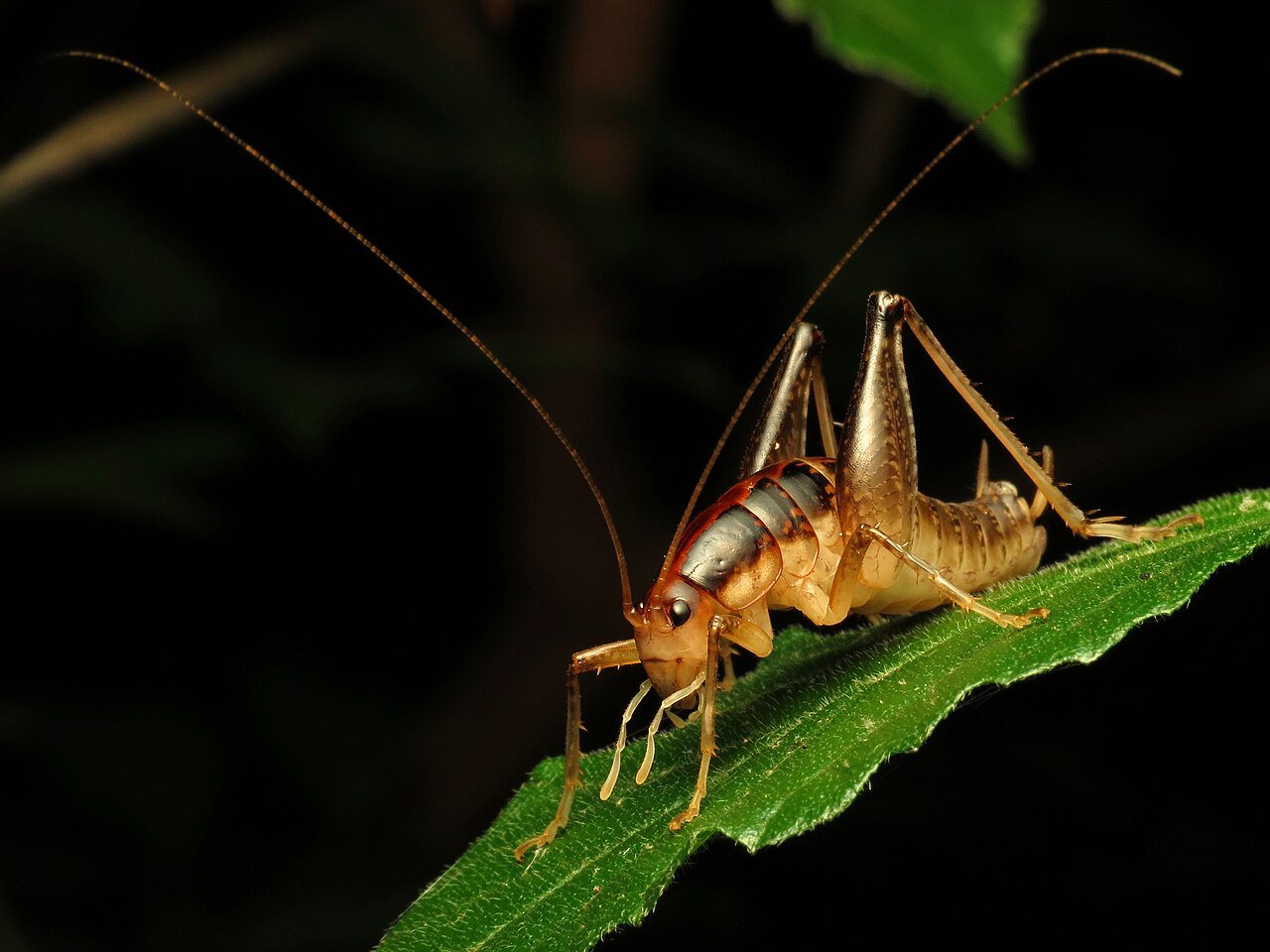 Camel cricket showing humped back and long antennae