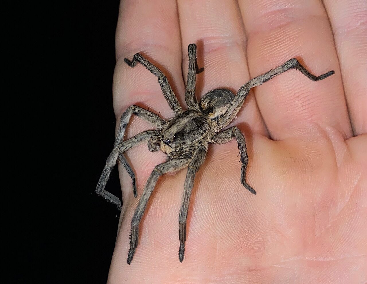Large Carolina wolf spider viewed up close