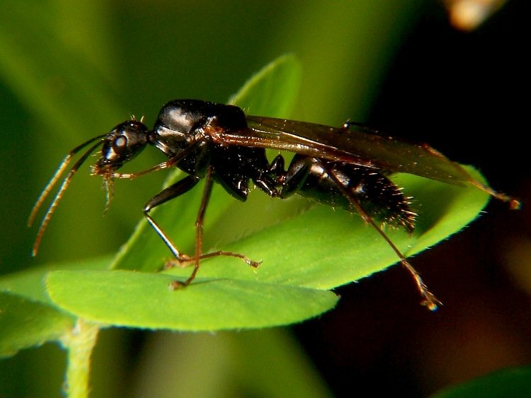 A black carpenter ant (Camponotus pennsylvanicus), Ohio’s largest ant