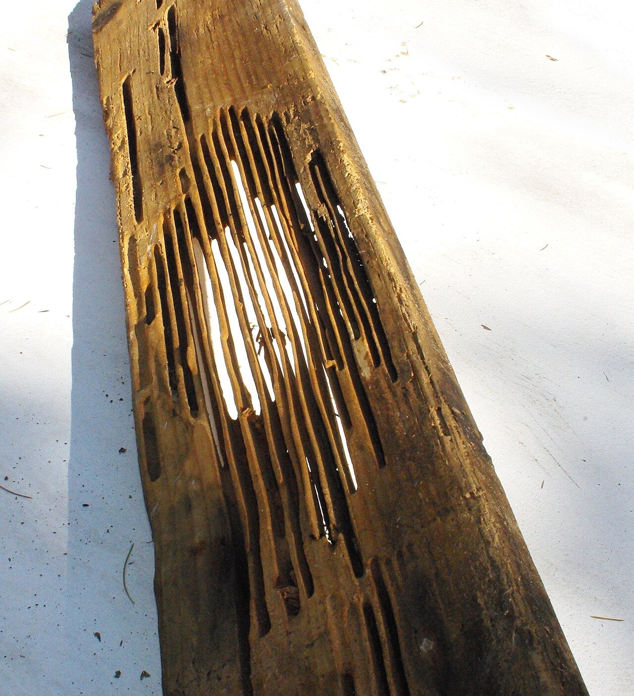 Carpenter ant galleries excavated in wood