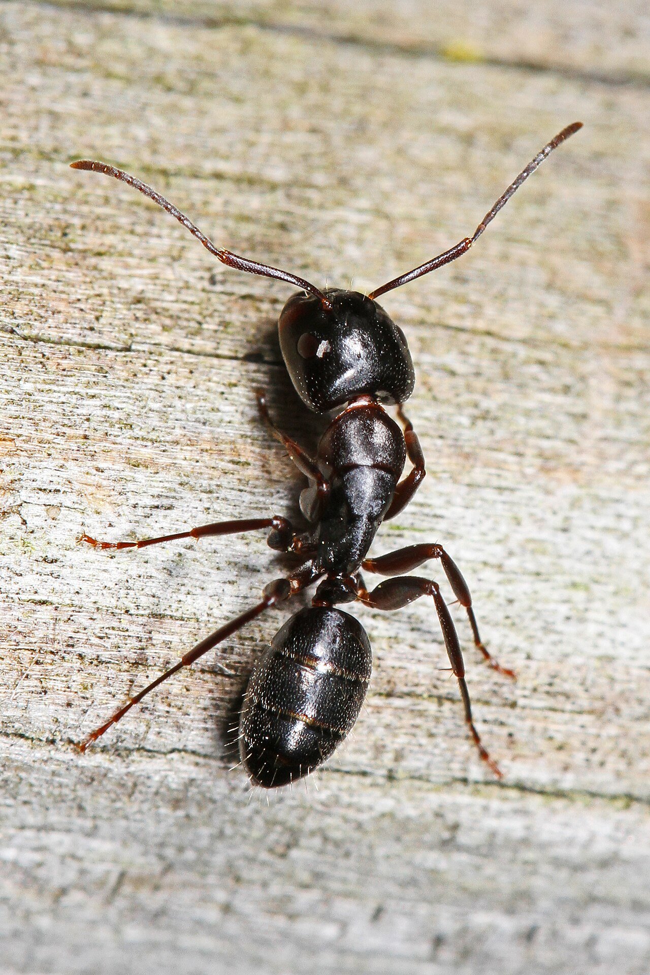 Carpenter ant profile showing smooth evenly arched thorax