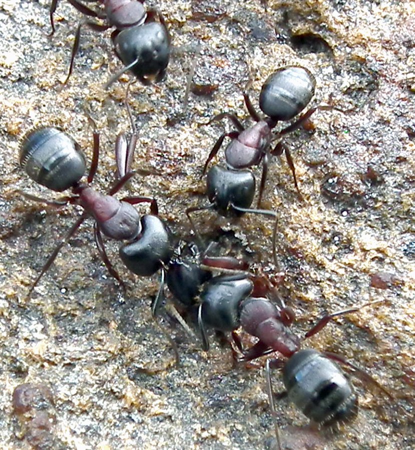 Carpenter ant workers — the big black ants whose indoor presence can mean a nest in the structure