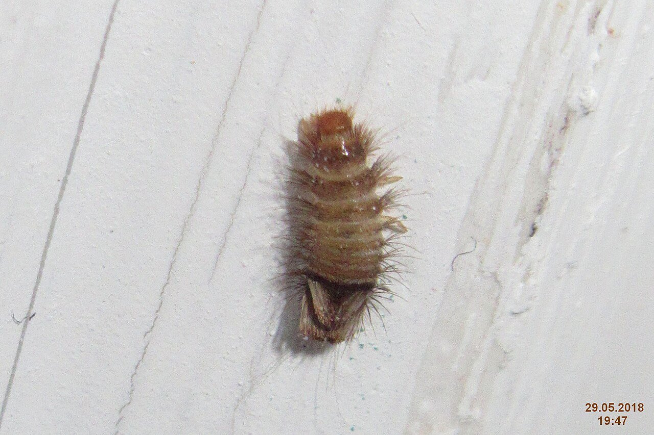 Carpet beetle larva climbing a wall