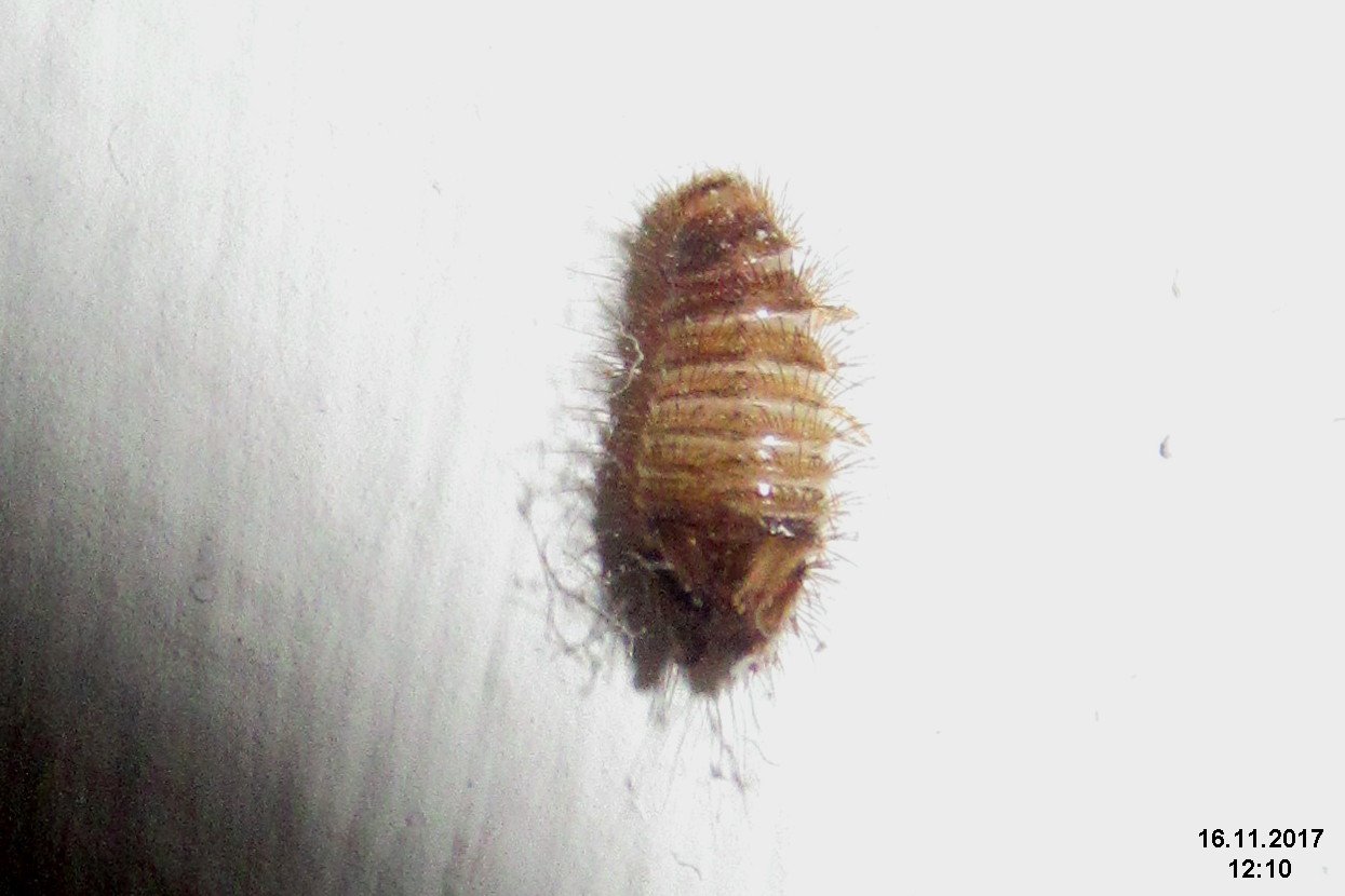 Bristled carpet beetle larva