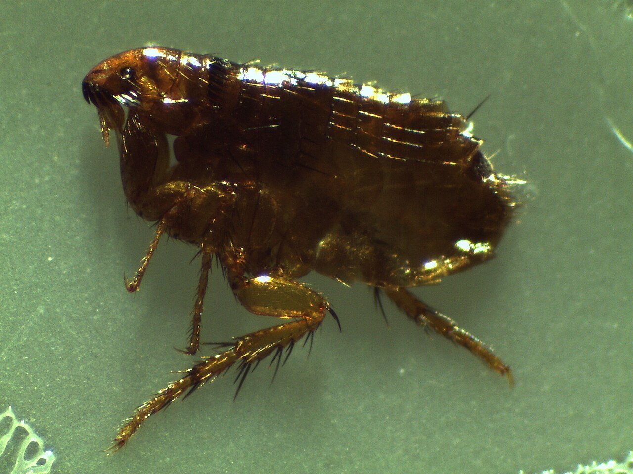 Adult cat flea seen up close