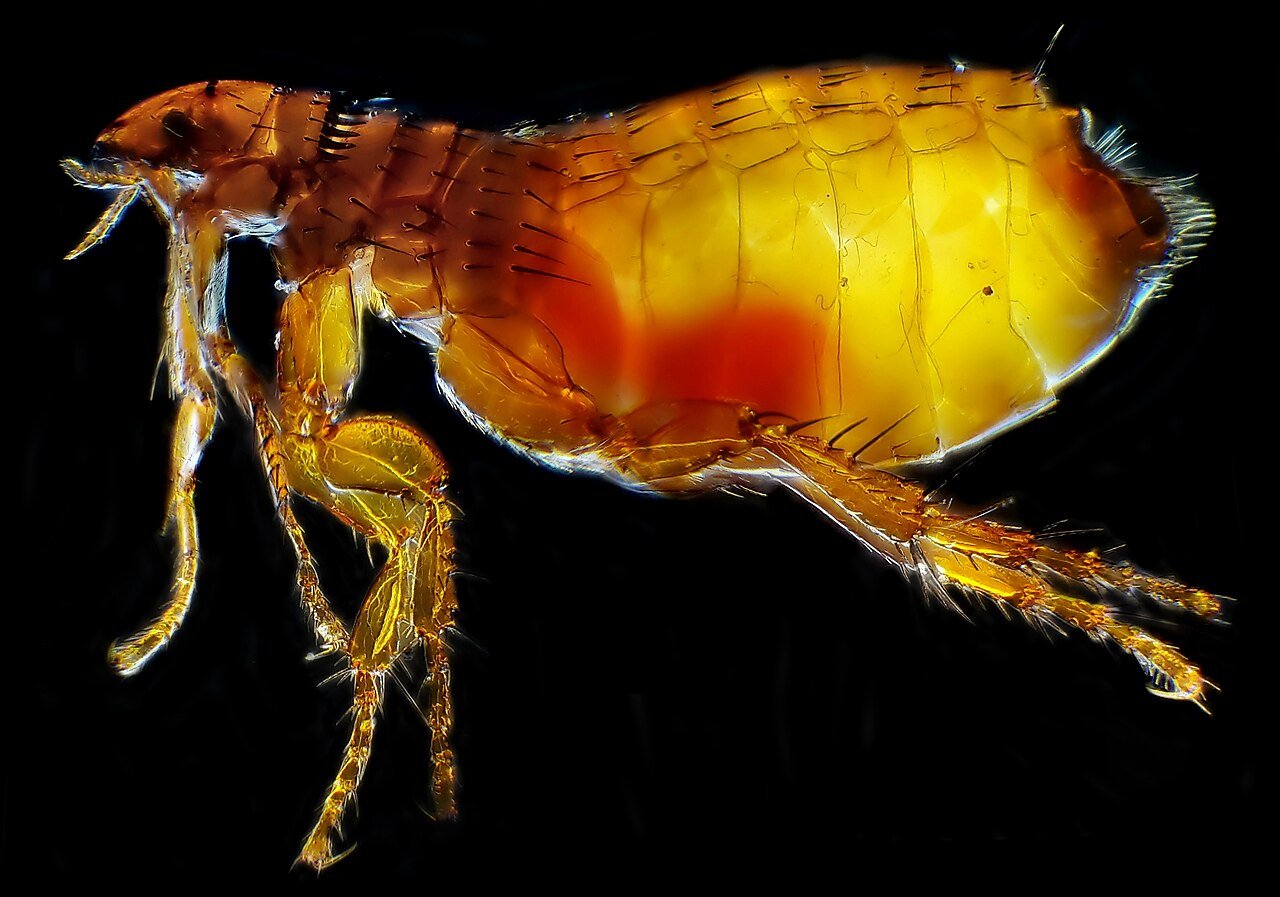Close-up of a cat flea