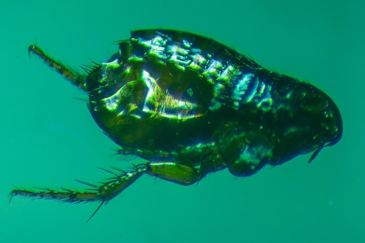 The cat flea under the microscope — the species that named itself after its favorite host
