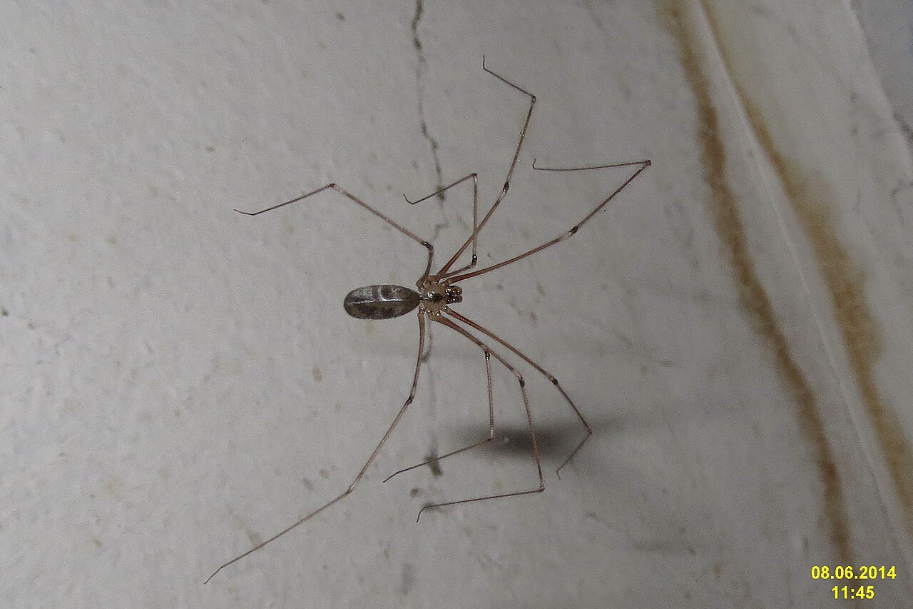 Cellar spider with long delicate legs hanging in its web