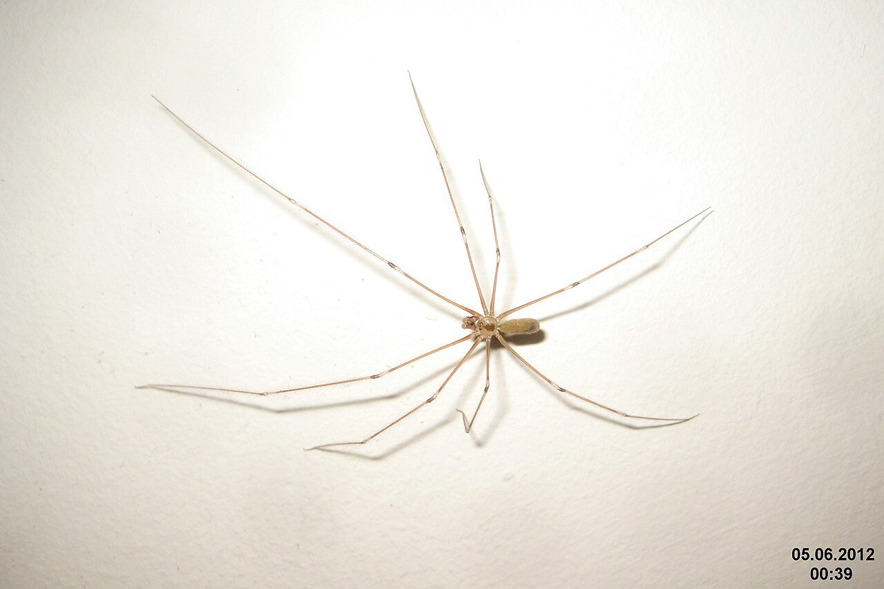 A cellar spider in its loose tangle web - the messy architecture that catches fungus gnats by the hundred