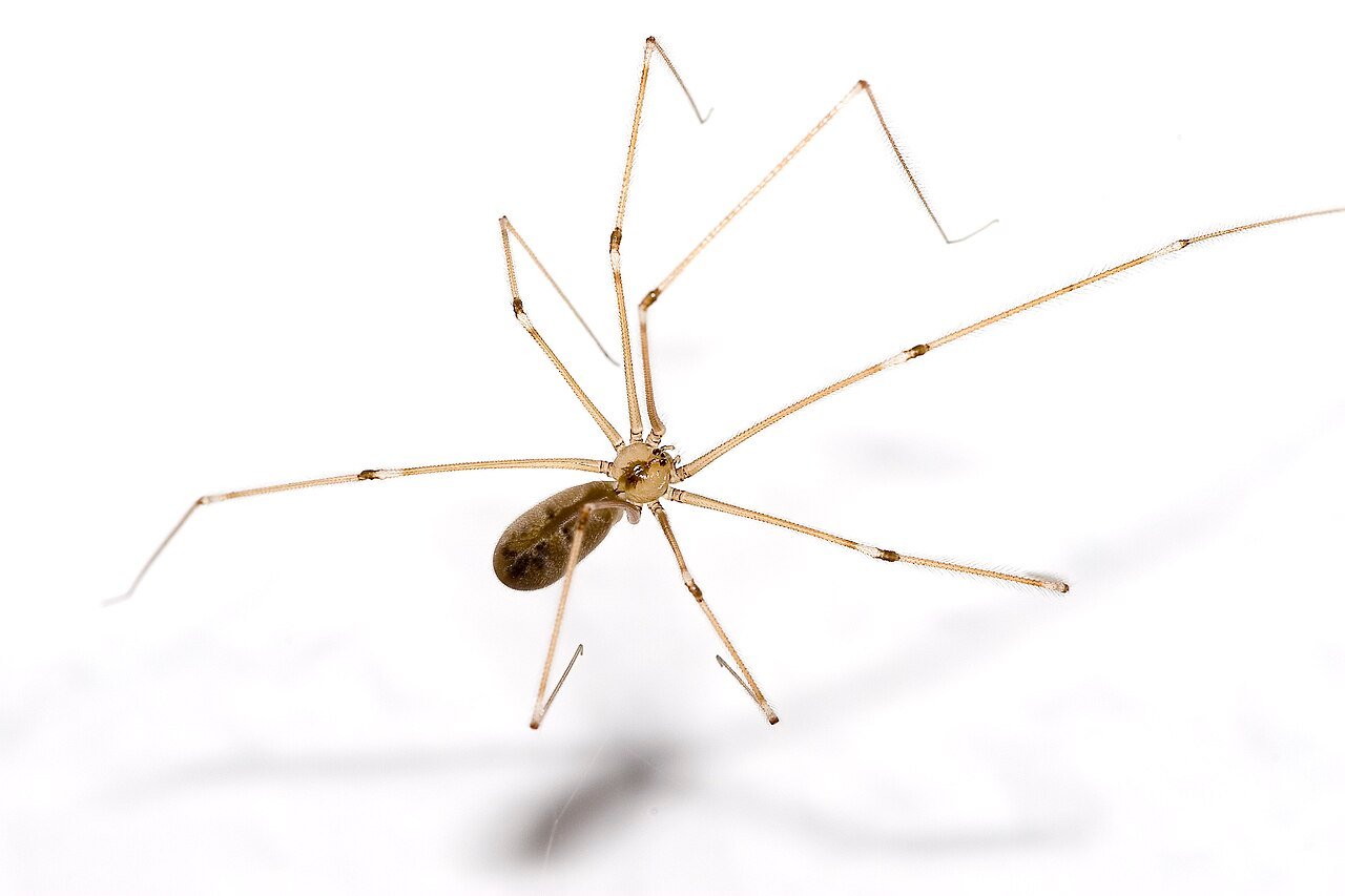 Cellar spider on a ceiling