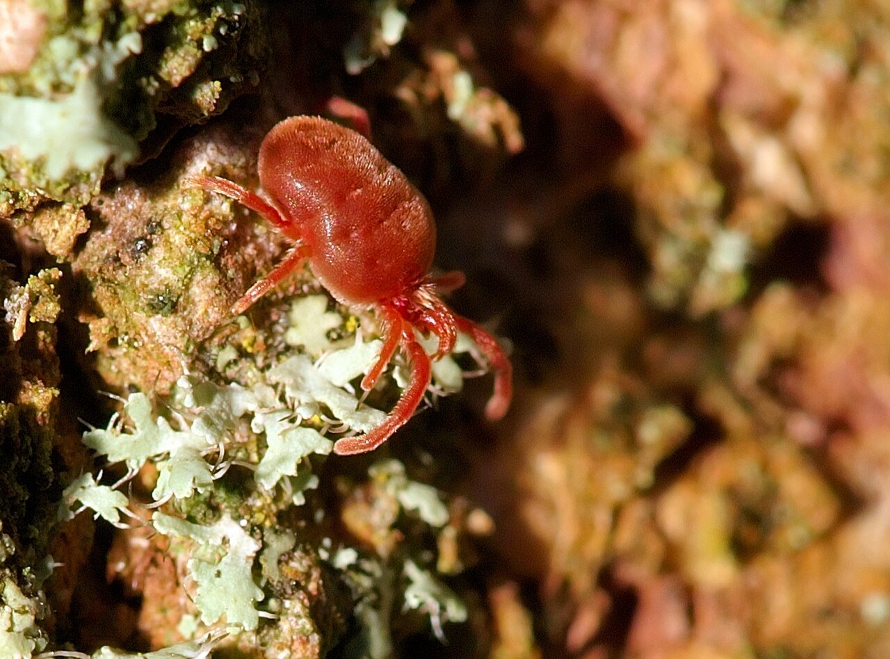 A chigger mite (Trombiculidae), the outdoor larval mite behind itchy sock-line bites