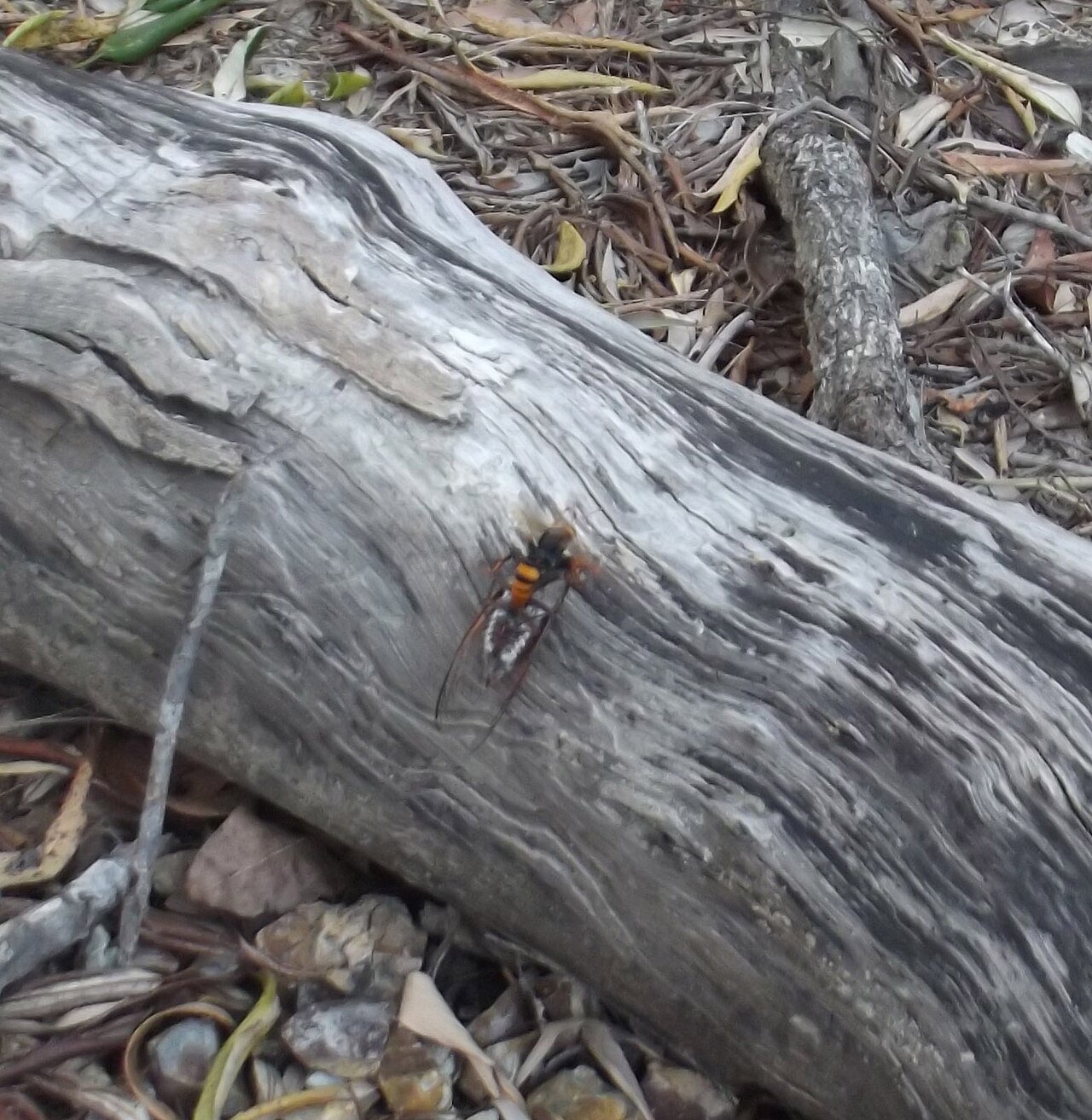 A cicada killer wasp carrying a paralyzed cicada to its burrow