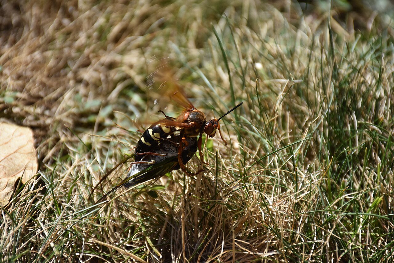 Eastern cicada killer - Ohio’s largest wasp, and one of its least dangerous
