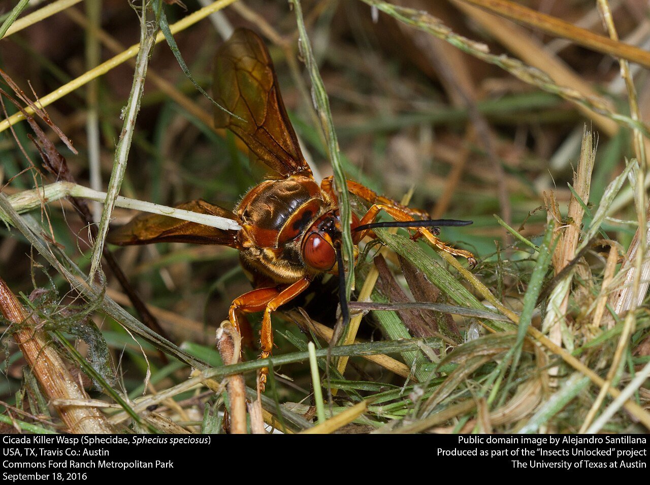 An eastern cicada killer wasp (Sphecius speciosus)