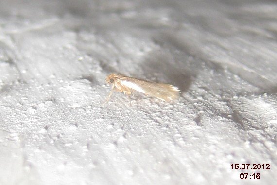 Common clothes moth on fabric