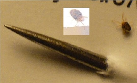 Clover mite next to a needle tip showing its tiny size