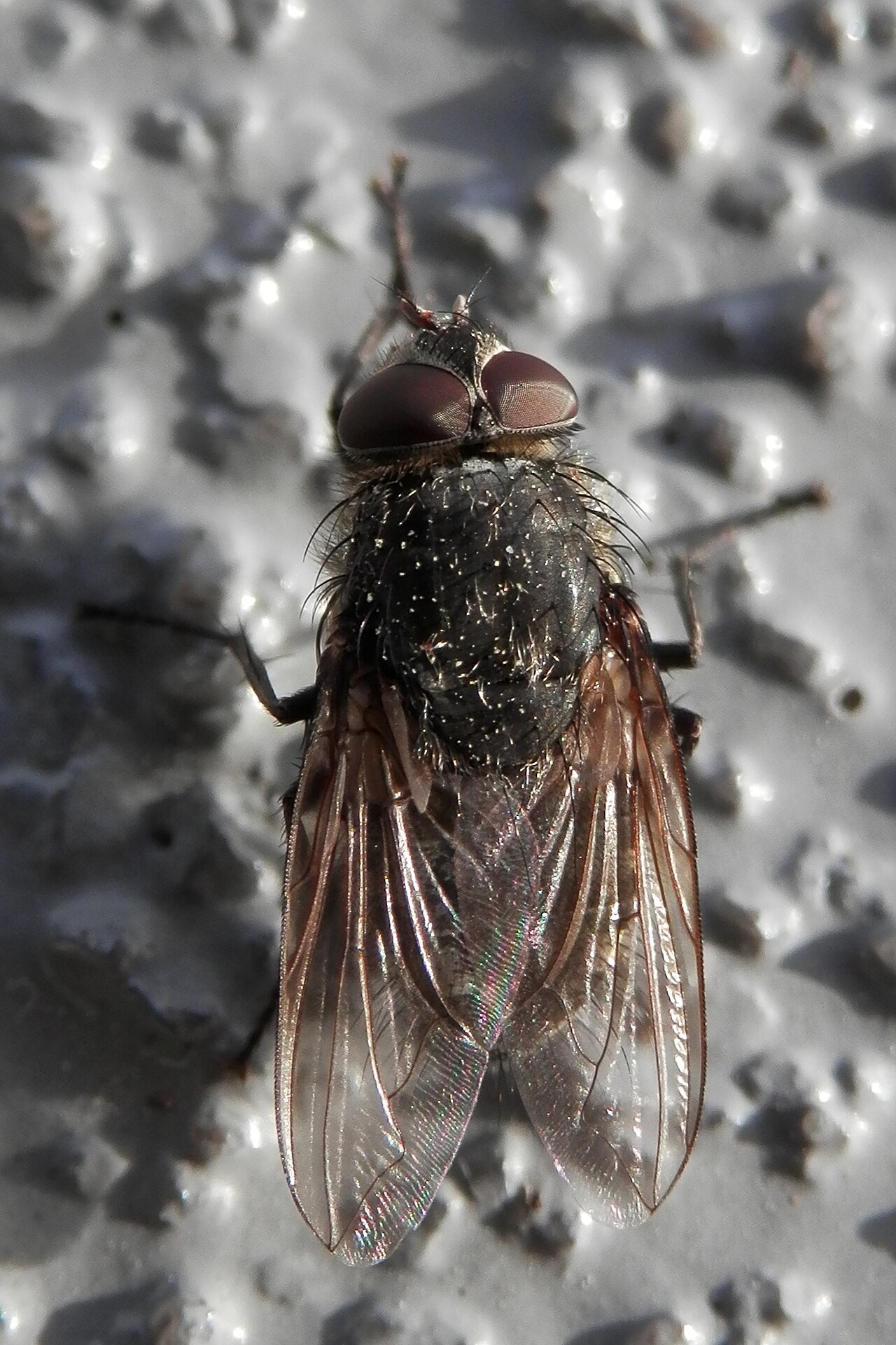 Cluster fly on a wall
