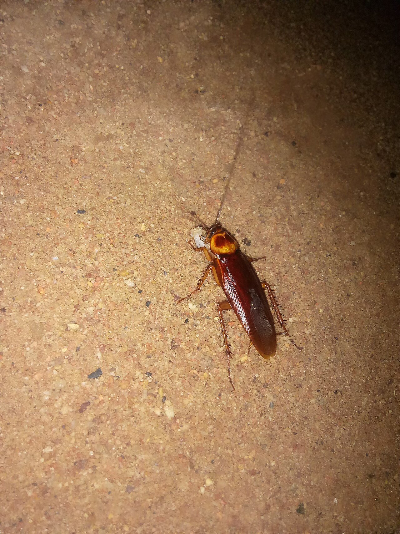 An American cockroach on dropped food — the same feet that walked the drain an hour ago