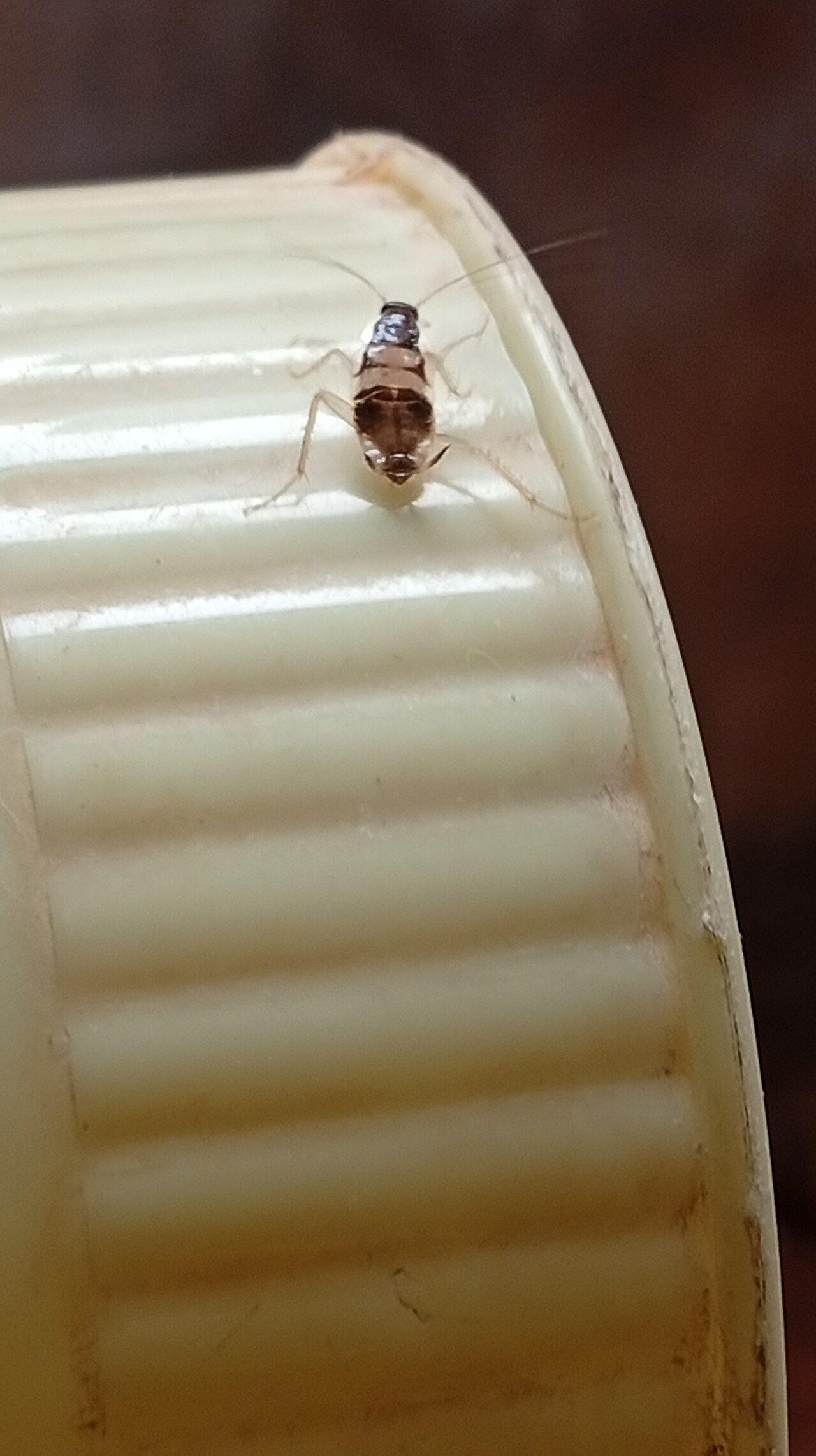 A cockroach nymph, the wingless growth stage that molts its way to adulthood over weeks to months