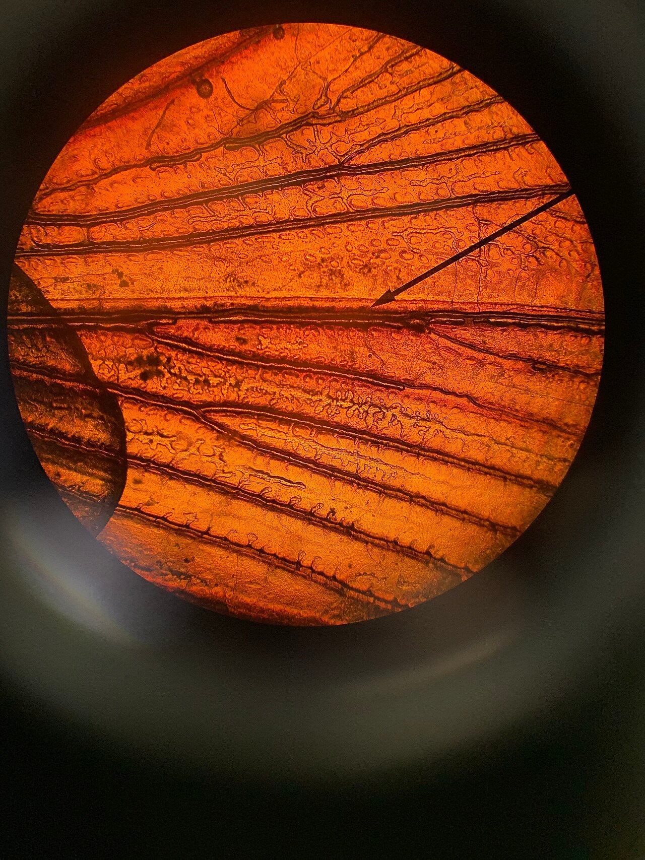 Close view of an American cockroach wing