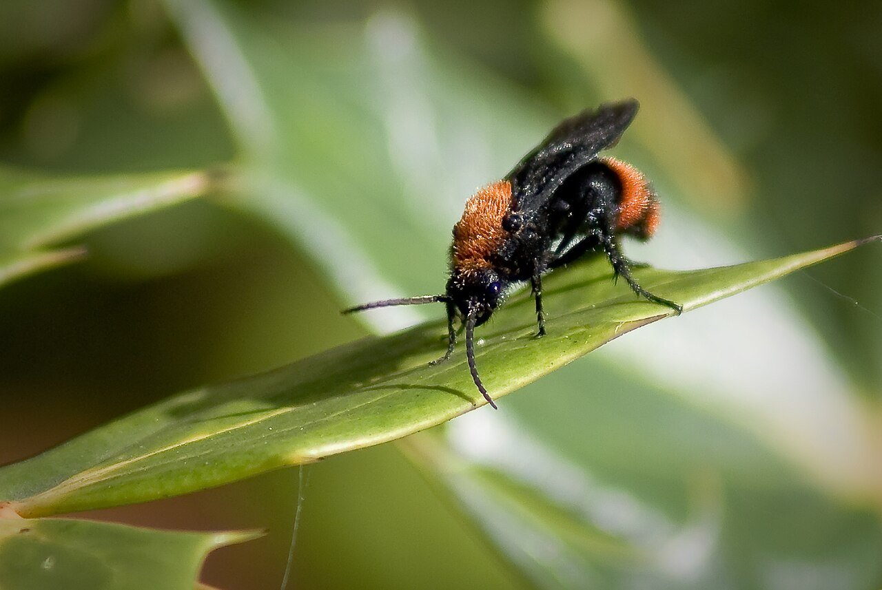 Cow killer velvet ant in scarlet and black