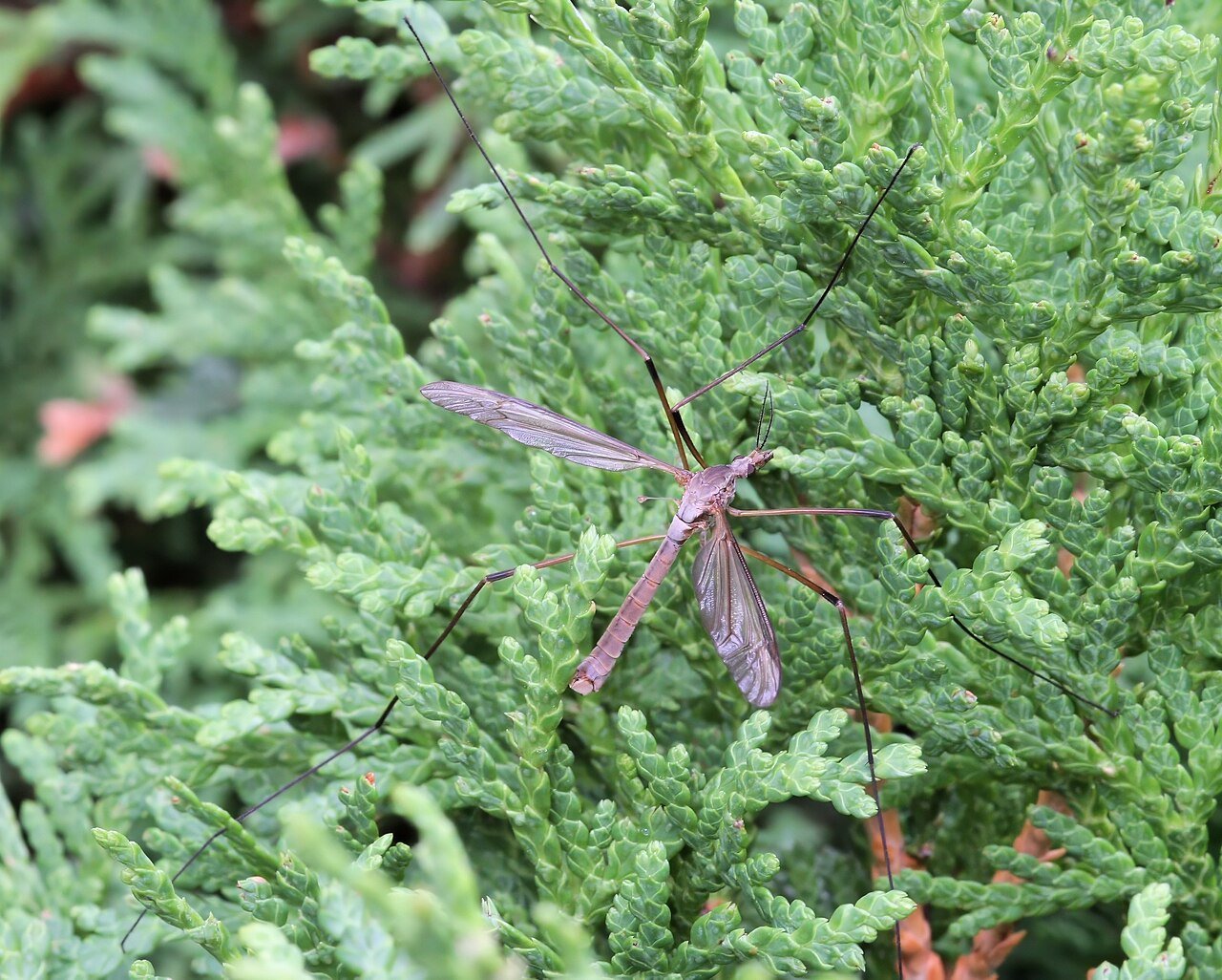 Crane fly at rest showing wings and fragile leg span