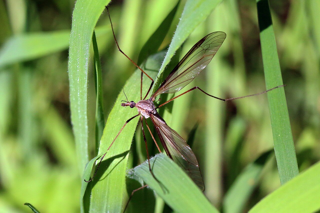 Crane fly against a pale background, showing gangly legs and slender body