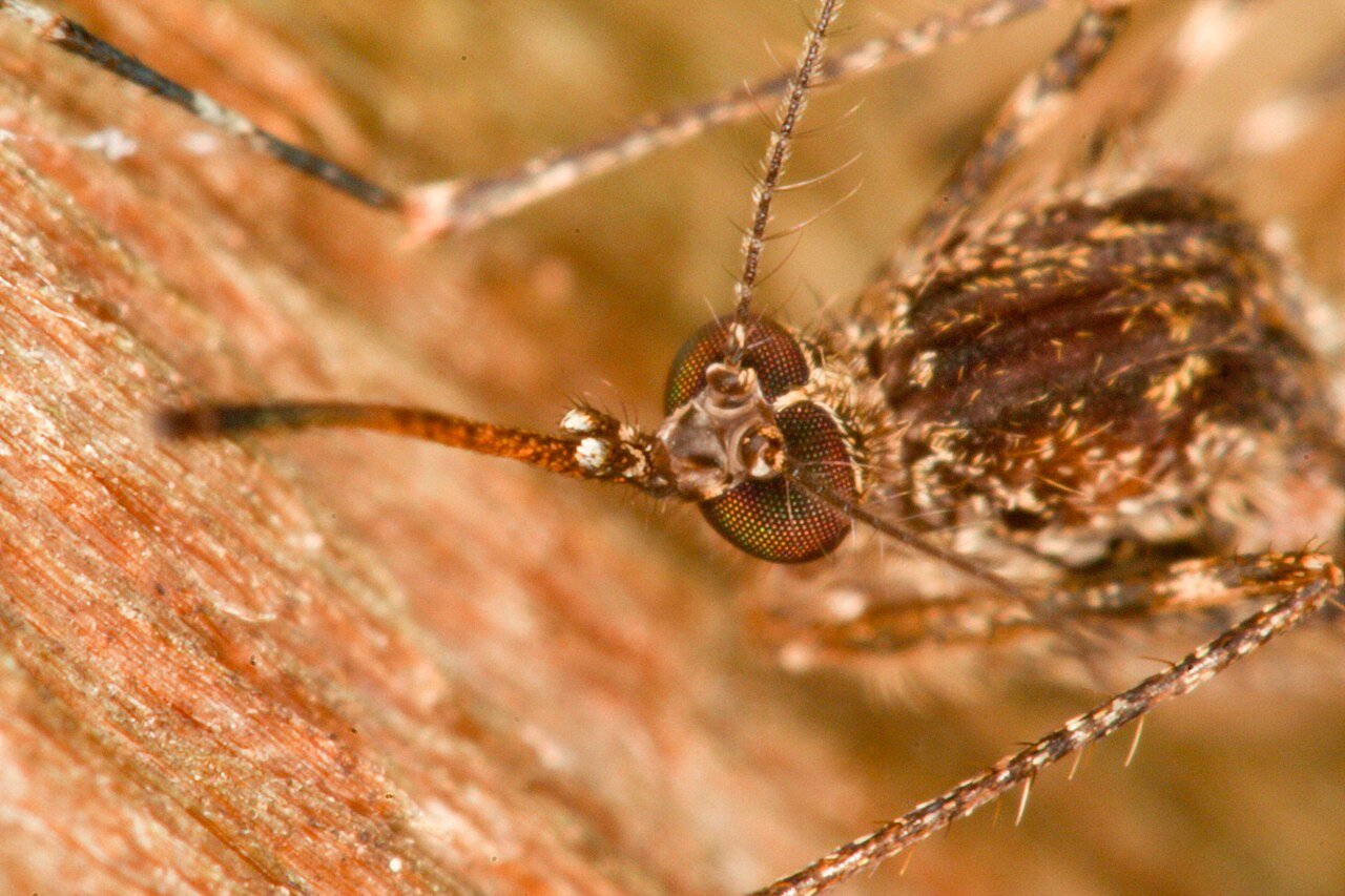 Northern house mosquito Culex pipiens female