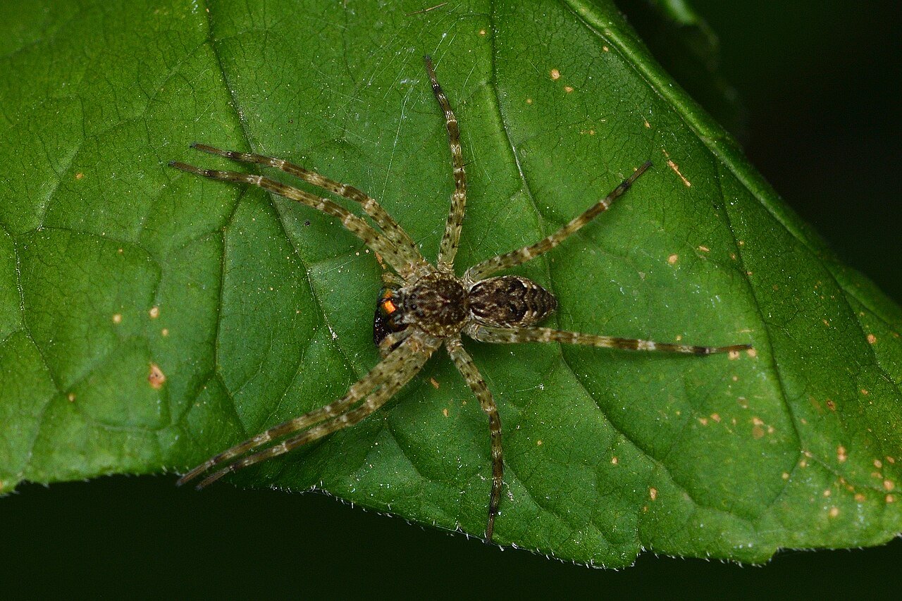 Dark fishing spider Dolomedes tenebrosus on wood