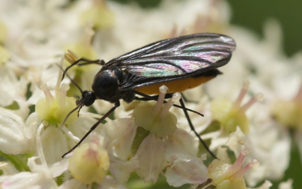 Dark-winged fungus gnat on vegetation