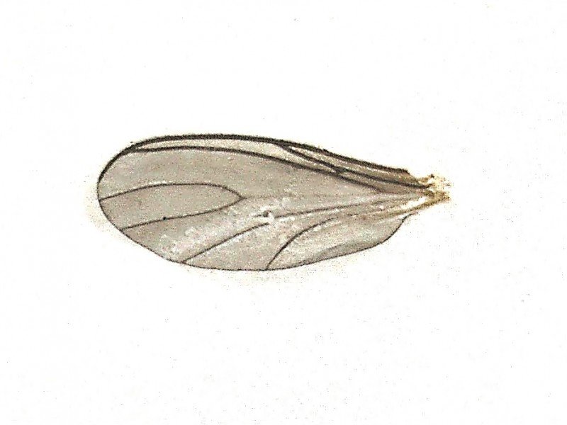 Dark-winged fungus gnat adult