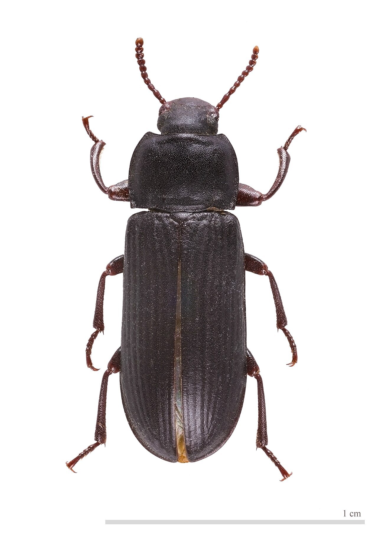 Darkling beetle adult mealworm near stored products