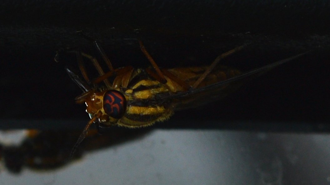 Deer fly with banded wings