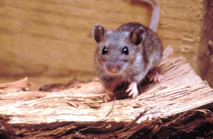 A deer mouse (Peromyscus maniculatus) with the white belly and bicolored tail that distinguish it from a house mouse