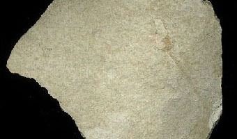 Diatomaceous earth powder, one of the few home remedies with real merit when used correctly