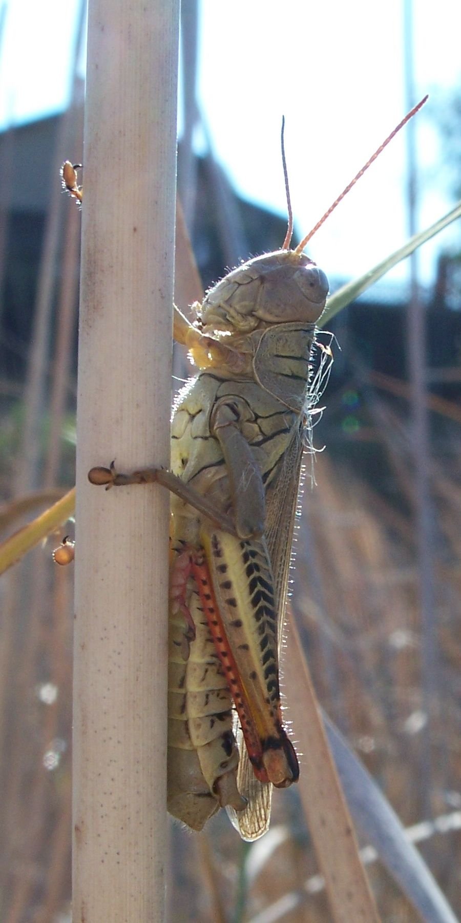 Differential grasshopper common in Ohio