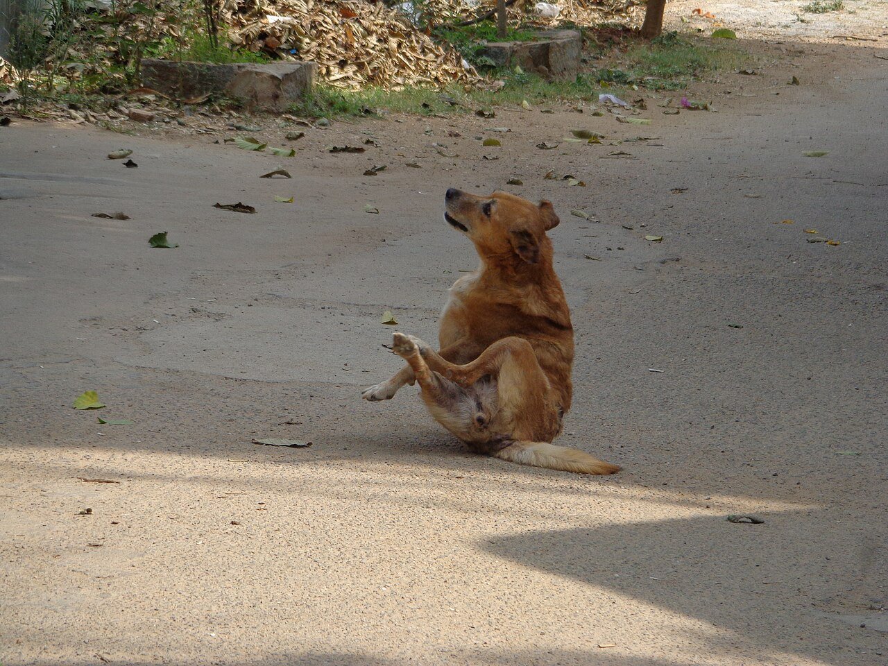 Dog scratching itself vigorously
